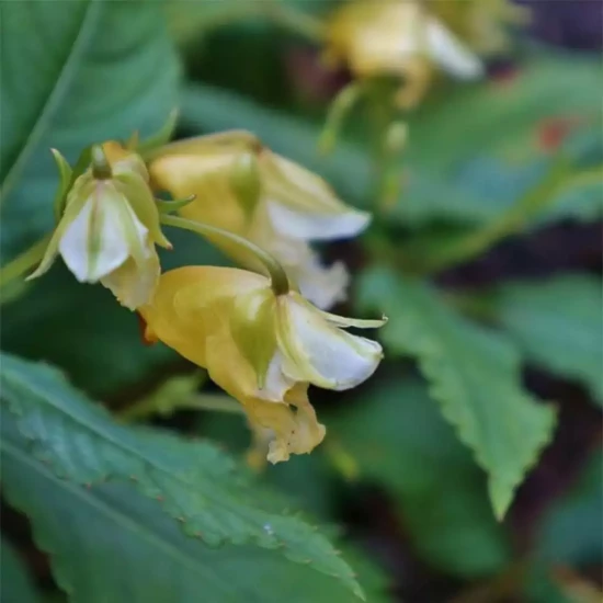 IMPATIENS x novae-guinea