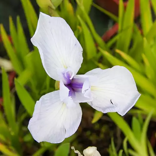 IRIS foetidissima