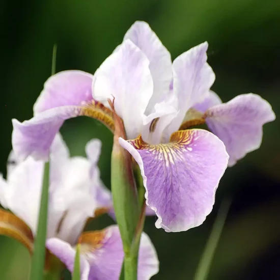 IRIS sibirica Dance Ballerina