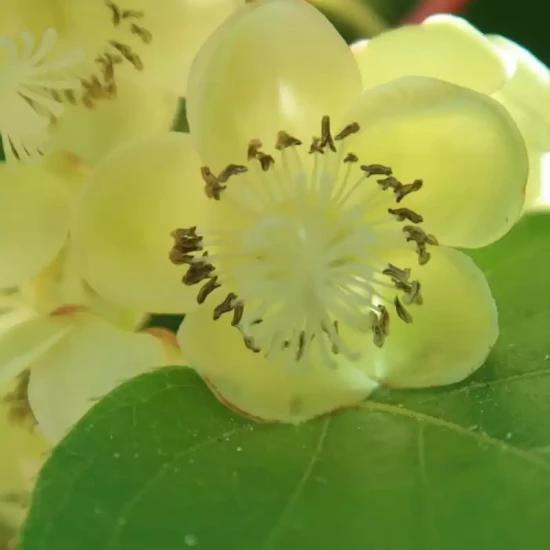 ACTINIDIA deliciosa Male