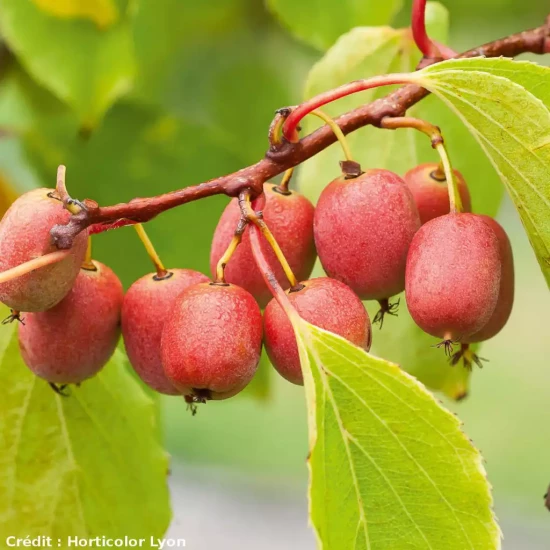 ACTINIDIA arguta Ken's Red