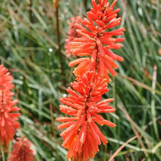 KNIPHOFIA uvaria