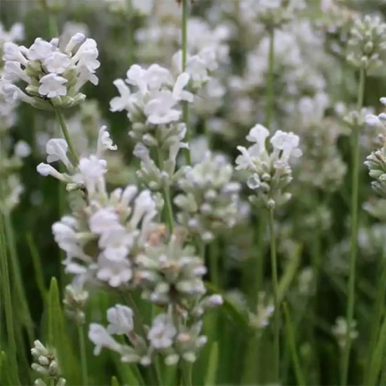 LAVANDULA angustifolia Dwarf Blue