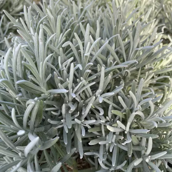 LAVANDULA angustifolia Rosea Lod Pink