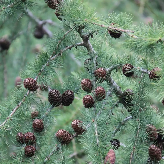 LARIX decidua