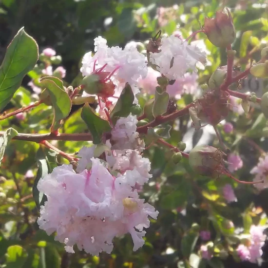 LAGERSTROEMIA indica King Summer
