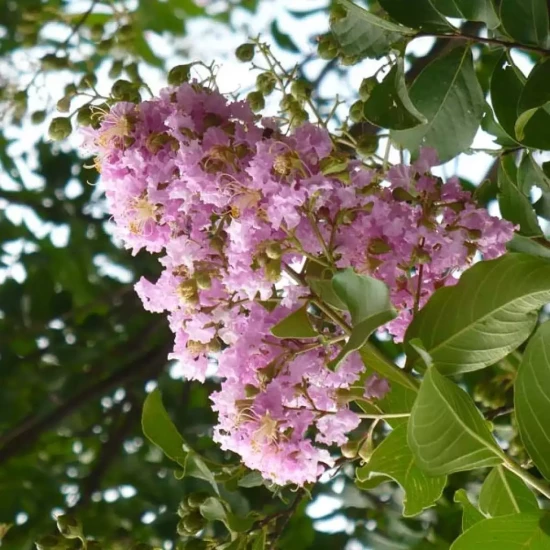 LAGERSTROEMIA indica Mauve Clair