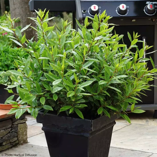 LAURUS nobilis Angustifolia
