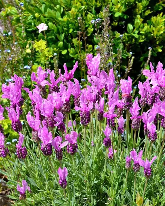 LAVANDULA stoechas Lusitanica
