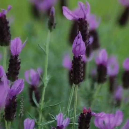 LAVANDULA stoechas