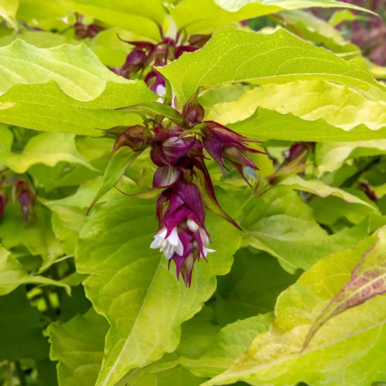 LEYCESTERIA formosa Little Lanterns
