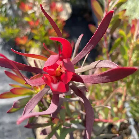LEUCADENDRON salignum x laureolum Inca Gold