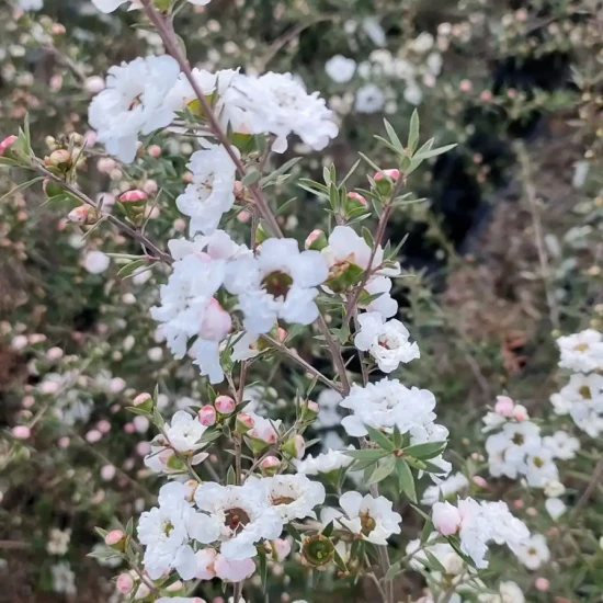 LEPTOSPERMUM scoparium Snow Flurry