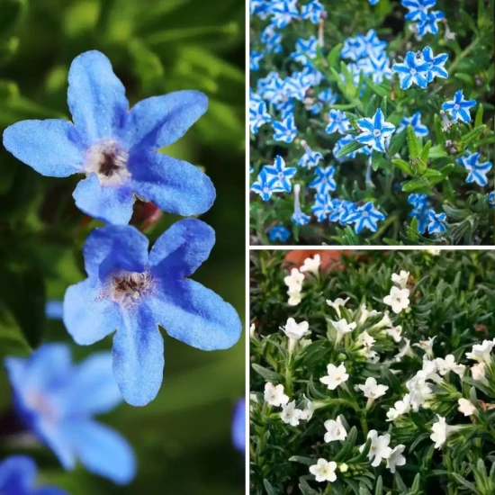 LITHODORA diffusa Heavenly Blue