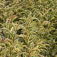 LIGUSTRUM lucidum Excelsum Superbum