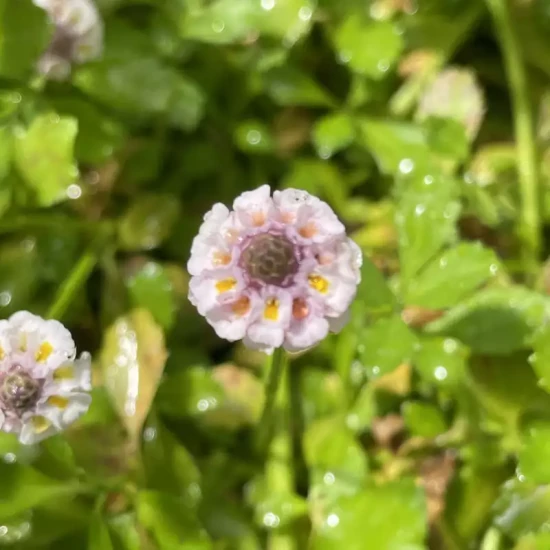 LIPPIA nodiflora