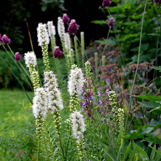LIATRIS spicata