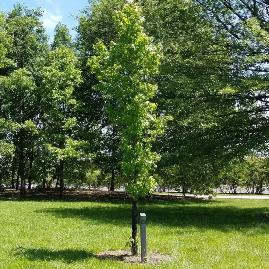 LIQUIDAMBAR styraciflua Slender Silhouette