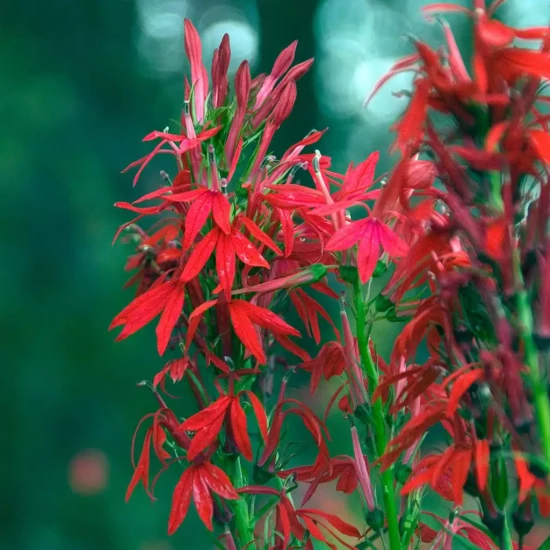 LOBELIA cardinalis