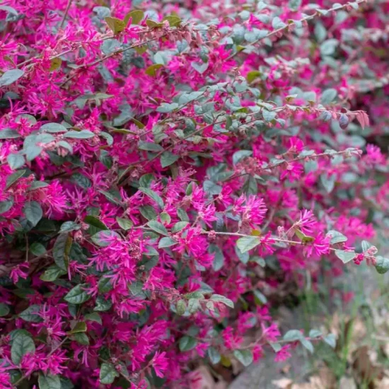 LOROPETALUM chinense Ming Dynasty