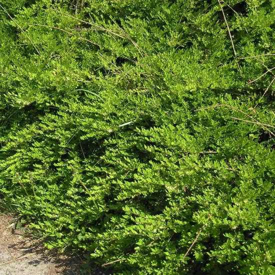 LONICERA pileata