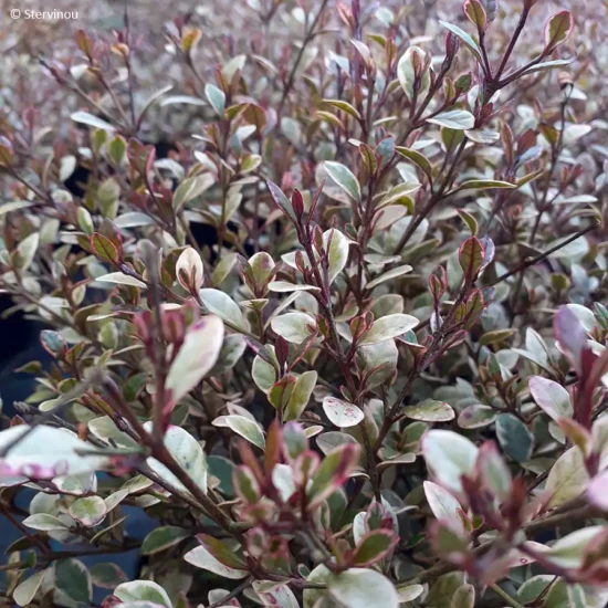 LOPHOMYRTUS ralphii Golden Dragon