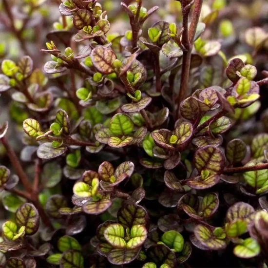 LOPHOMYRTUS ralphii Little Star