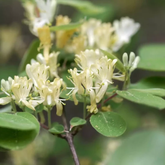 LONICERA xylosteum