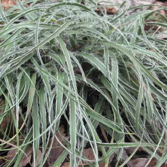 LUZULA nivea Lucius