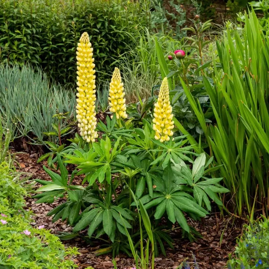 LUPINUS x polyphyllus Chandelier