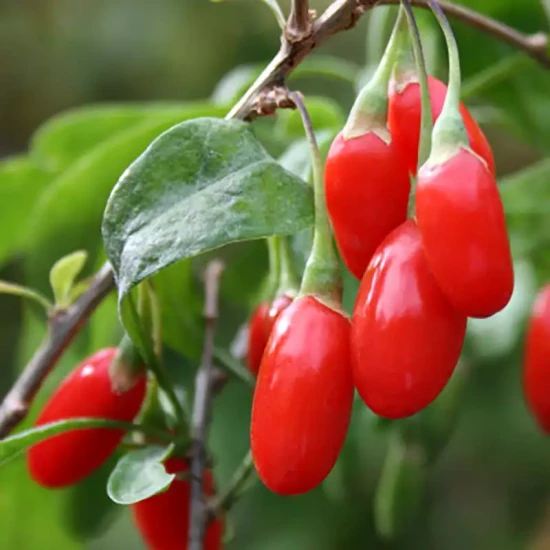 LYCIUM barbarum Gojidelys