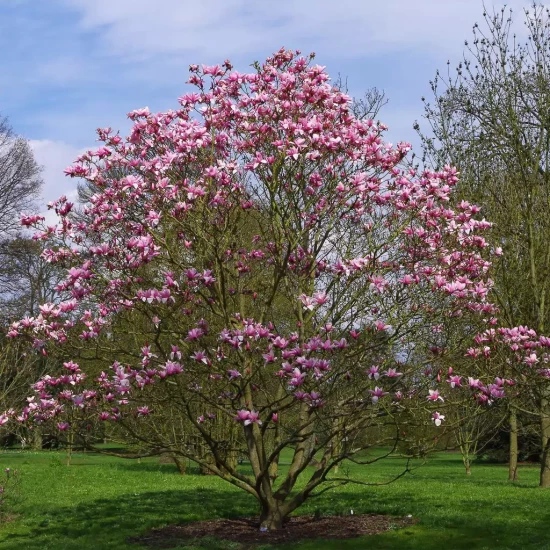 MAGNOLIA campbellii x liliiflora Star Wars