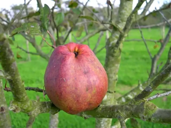 MALUS domestica Goldrush