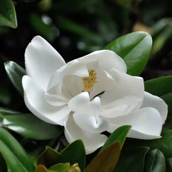 MAGNOLIA grandiflora Purpan