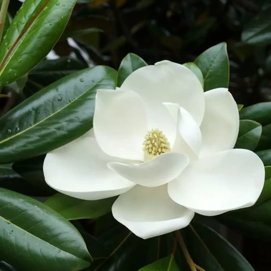 MAGNOLIA grandiflora Victoria