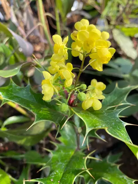 MAHOBERBERIS miethkeana
