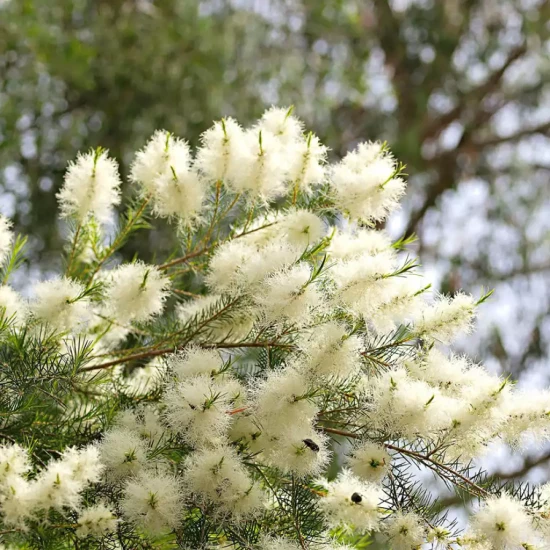 MELALEUCA alternifolia