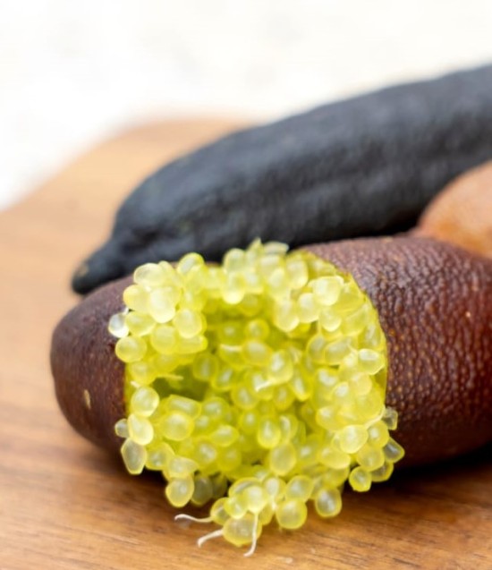 MICROCITRUS australasica Jaune