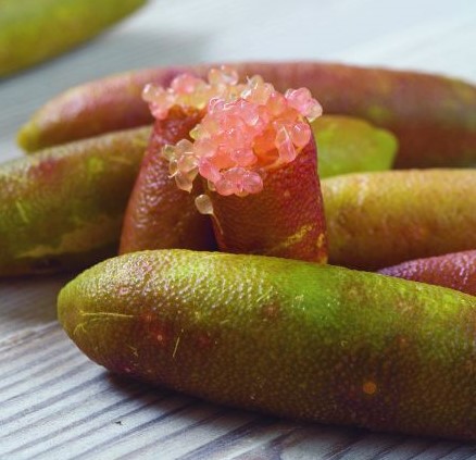 MICROCITRUS australasica Rose