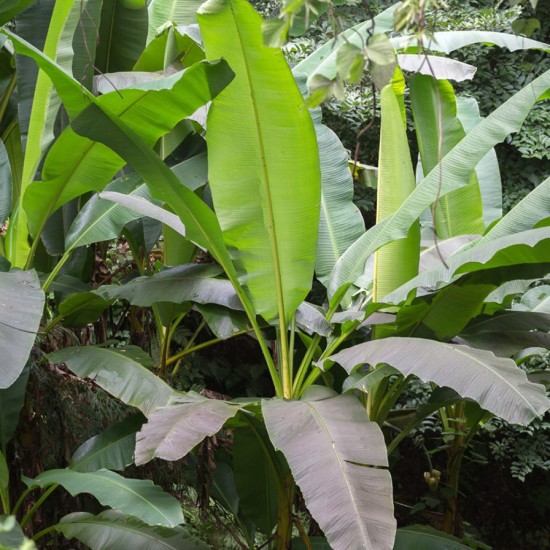 MUSA basjoo
