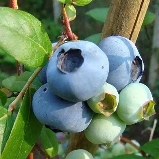 VACCINIUM corymbosum Spartan