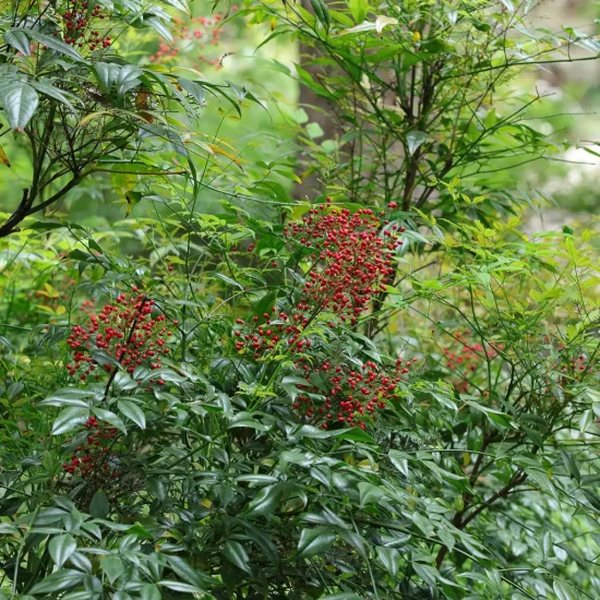 NANDINA domestica Gulf Stream
