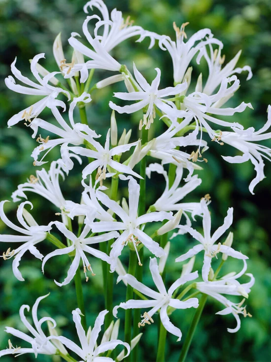 NERINE bowdenii Alba