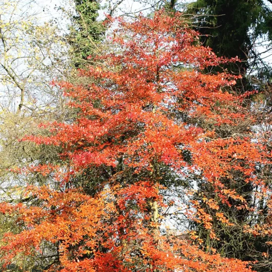 NYSSA sylvatica