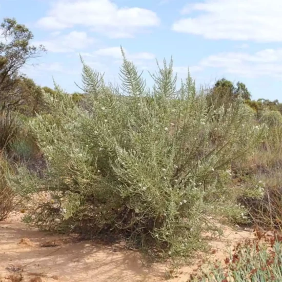 OLEARIA macrodonta Major