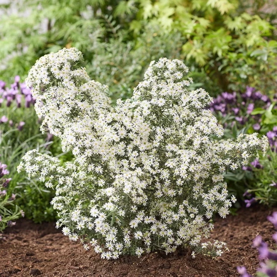 OLEARIA phlogopappa Spring Bling