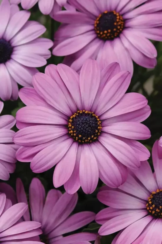 OSTEOSPERMUM ecklonis Akila Lavender Shades
