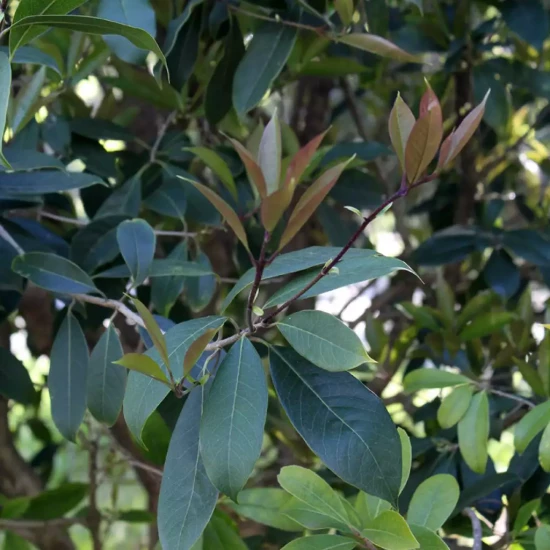 OSMANTHUS fragrans