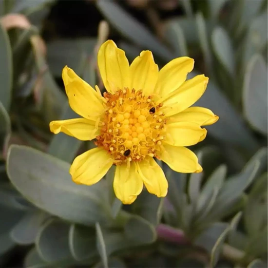 OTHONNA cheirifolia