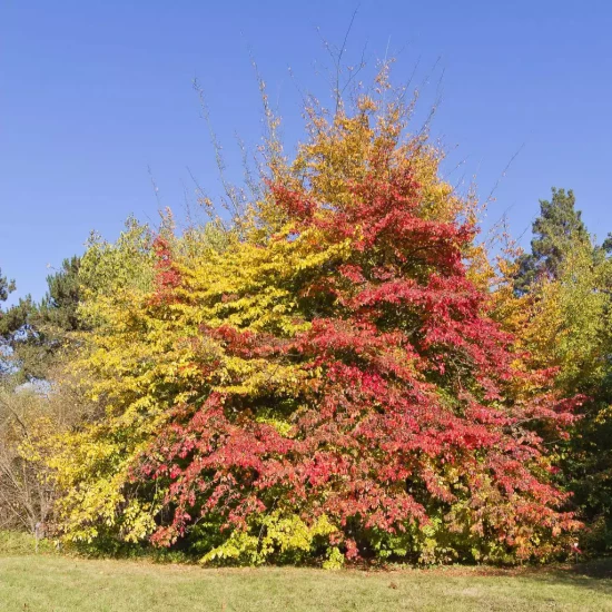 PARROTIA persica